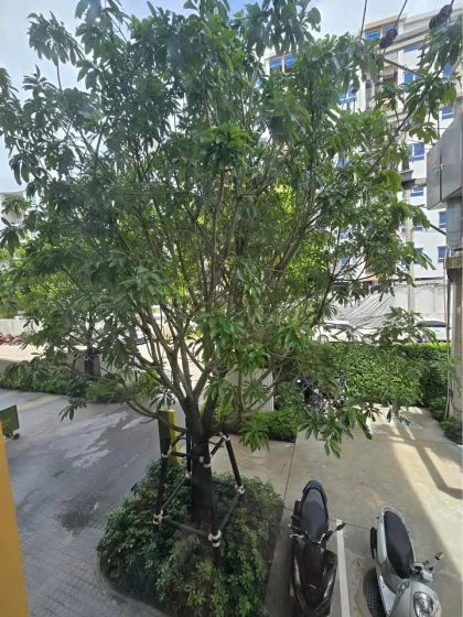 The Base Rise Phuket 一居室公寓出租