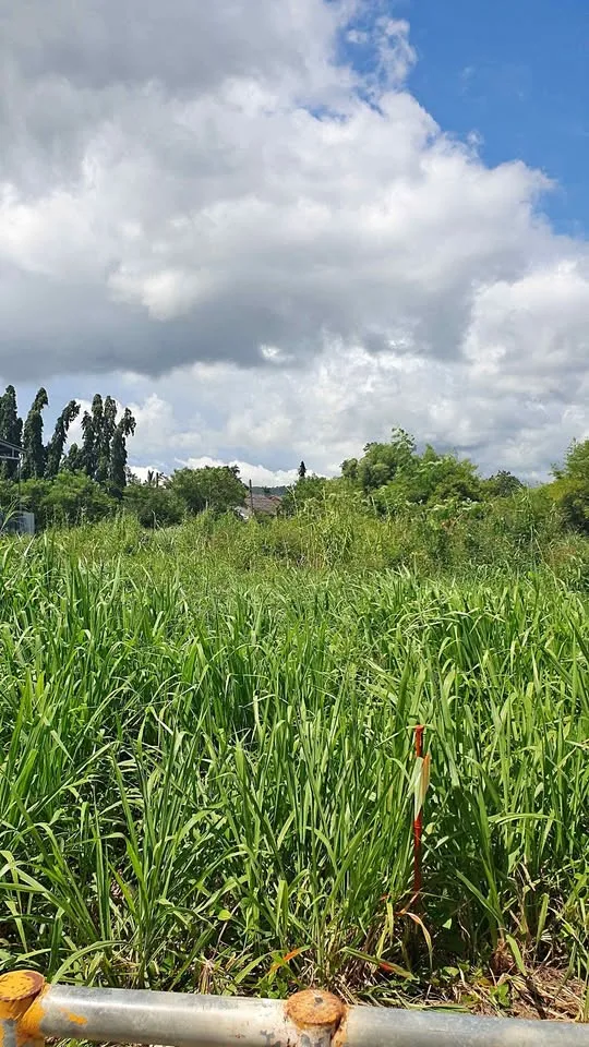 Земельный участок на продажу в Чалонге, Сой Чаофах 27, Пхукет