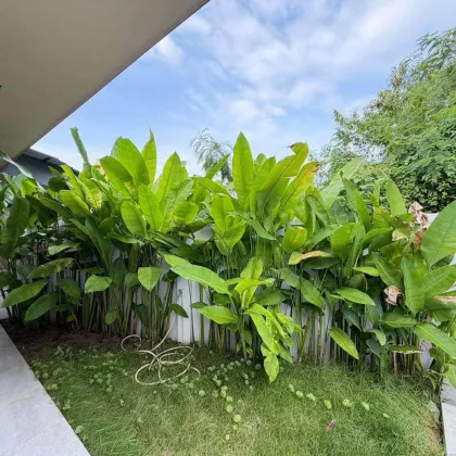 Investor Deal: 3-Bedroom Pool Villa in Chalong, Phuket