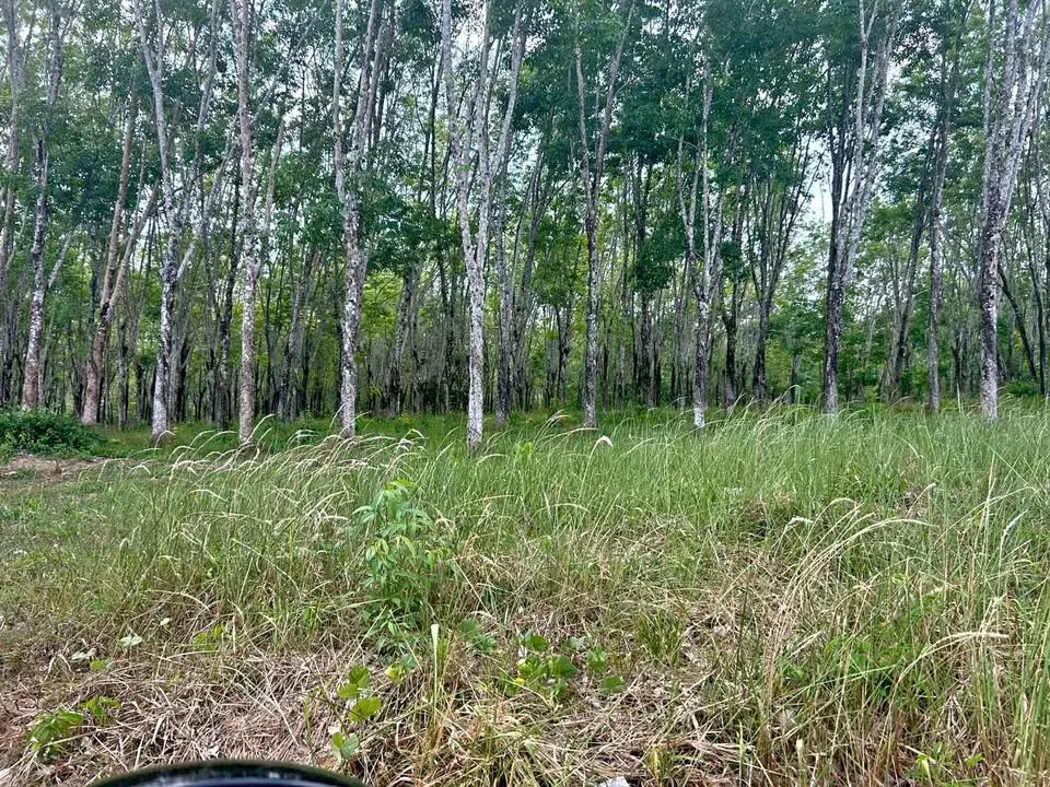 Gran terreno costero de 53 Rai en venta en Kamala, Phuket