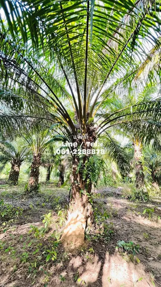 Beautiful Palm Plantation for Sale in Ban Nai Yang