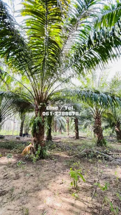 Belle plantation de palmiers à vendre à Ban Nai Yang