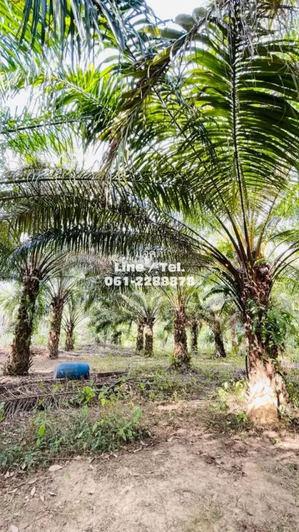 Belle plantation de palmiers à vendre à Ban Nai Yang