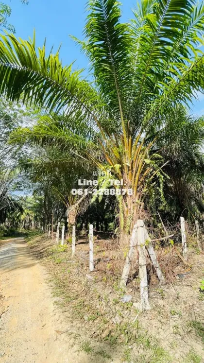 Belle plantation de palmiers à vendre à Ban Nai Yang