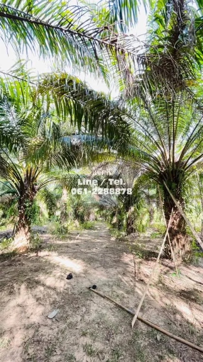 Belle plantation de palmiers à vendre à Ban Nai Yang