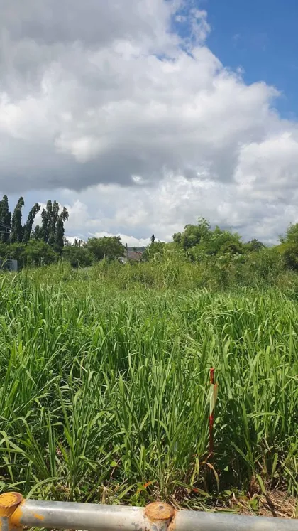 Land for Sale 1 Rai 1 Ngan 83 Sq Wah in Prime Chalong Area