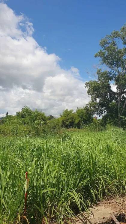 Land for Sale 1 Rai 1 Ngan 83 Sq Wah in Prime Chalong Area