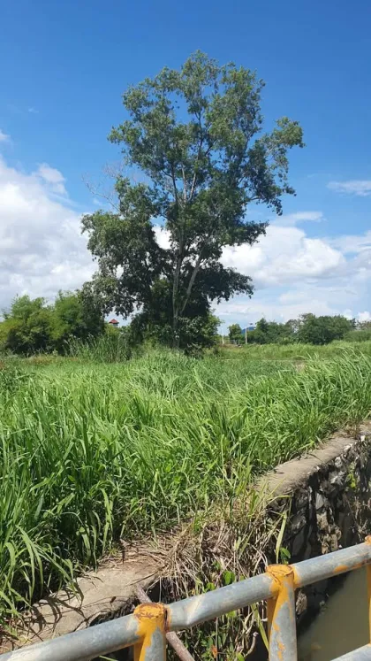 Land for Sale 1 Rai 1 Ngan 83 Sq Wah in Prime Chalong Area
