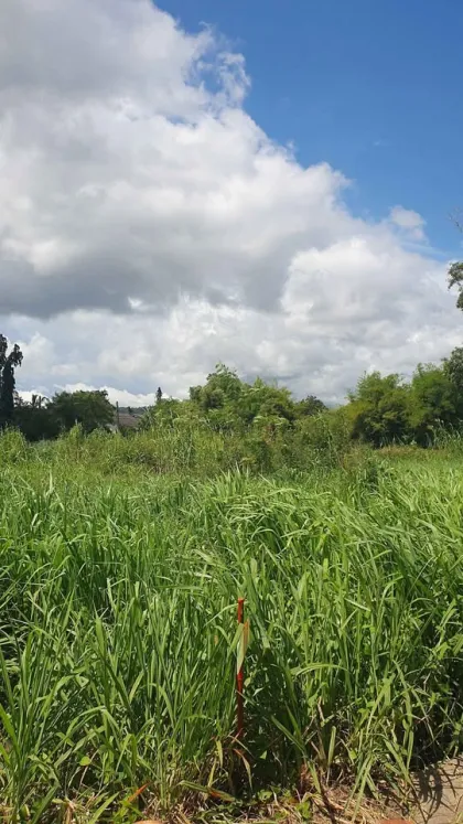 Land for Sale 1 Rai 1 Ngan 83 Sq Wah in Prime Chalong Area