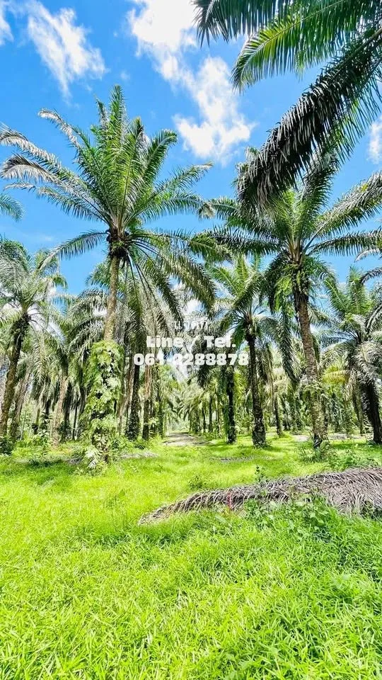 Belle plantation de palmiers avec maison près de Samet Nangshe