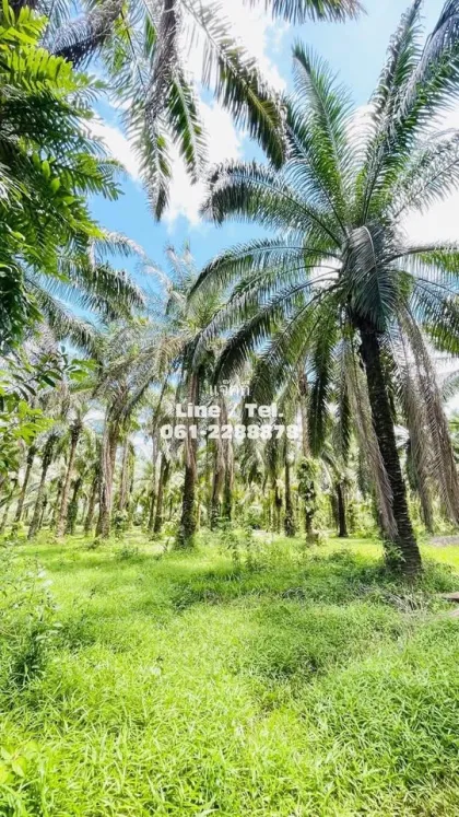靠近Samet Nangshe的美丽棕榈种植园及房屋