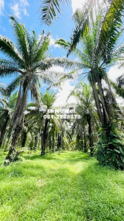 靠近Samet Nangshe的美丽棕榈种植园及房屋
