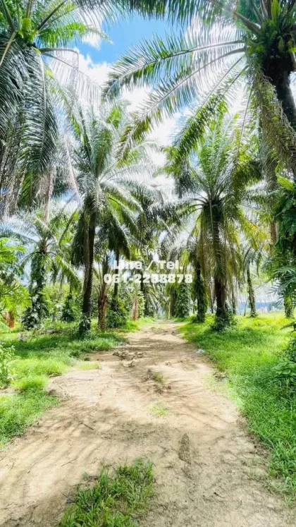 靠近Samet Nangshe的美丽棕榈种植园及房屋