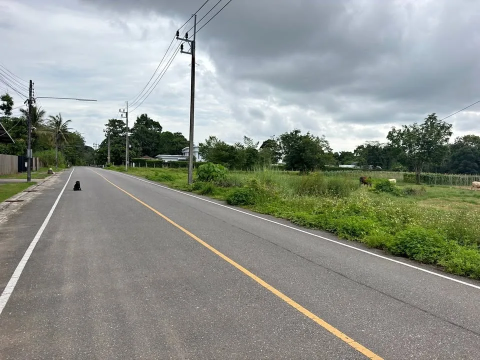 5-Rai Thalang Land for Sale at 35 Million THB