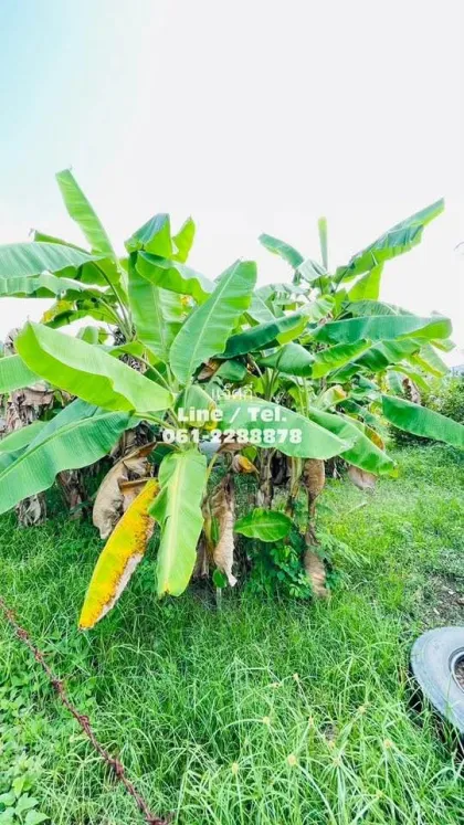 ขายที่ดินพร้อมบ้านเช่า 4 หลังในตลาดใหญ่ เมืองภูเก็ต