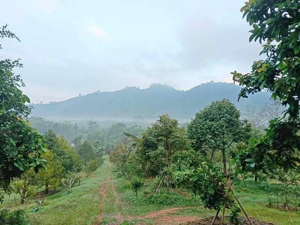 Durian-Plantage mit Bergblick zu verkaufen - Phang Nga