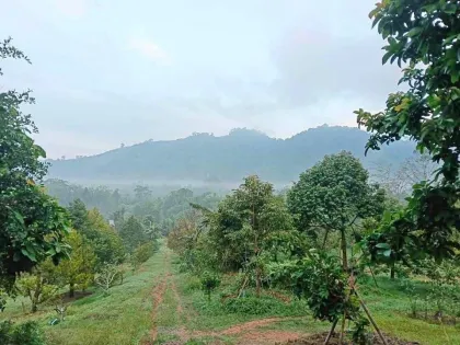 Durian-Plantage mit Bergblick zu verkaufen - Phang Nga