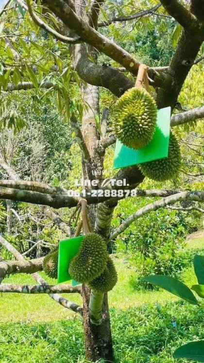 Durian-Plantage mit Bergblick zu verkaufen - Phang Nga