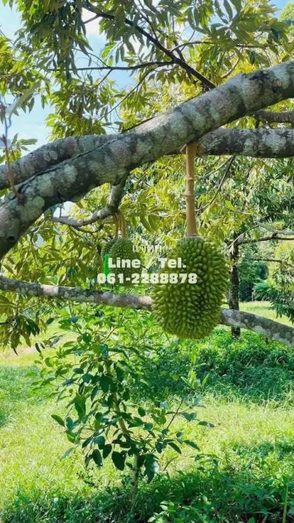 Durian-Plantage mit Bergblick zu verkaufen - Phang Nga