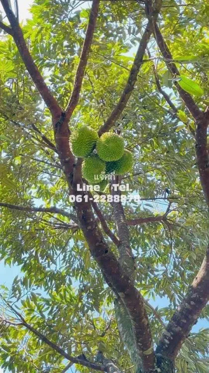 Durian-Plantage mit Bergblick zu verkaufen - Phang Nga
