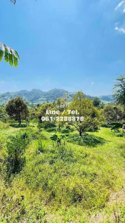 Durian-Plantage mit Bergblick zu verkaufen - Phang Nga