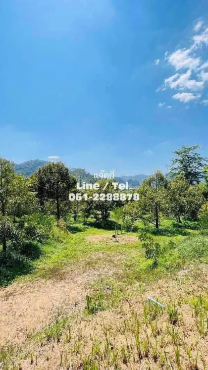Durian-Plantage mit Bergblick zu verkaufen - Phang Nga