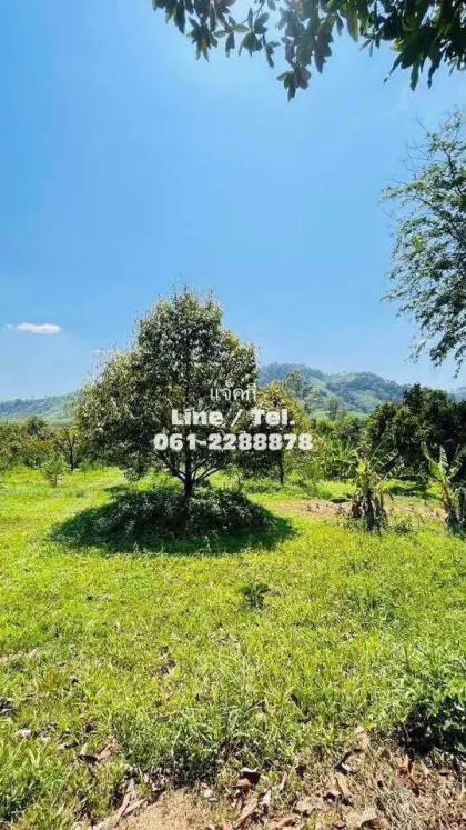 Durian-Plantage mit Bergblick zu verkaufen - Phang Nga