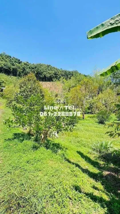 Durian-Plantage mit Bergblick zu verkaufen - Phang Nga
