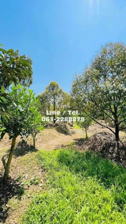 Durian-Plantage mit Bergblick zu verkaufen - Phang Nga