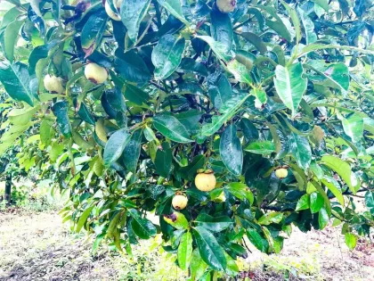 Large Orchard Home with Title Deed for Sale