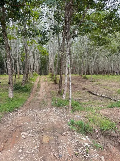ขายที่ดินพร้อมสวนยางพาราที่ถลาง ภูเก็ต