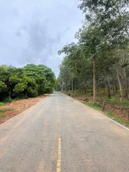 ขายที่ดินพร้อมสวนยางพาราที่ถลาง ภูเก็ต