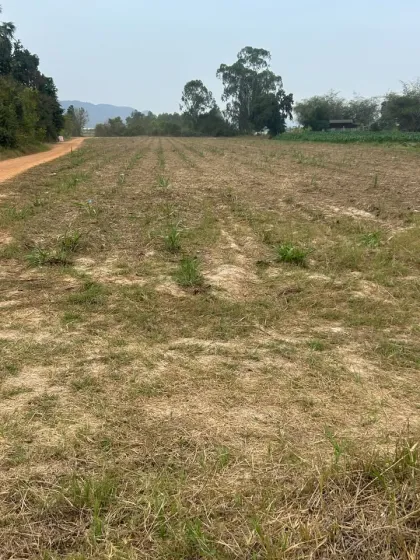 急售：Cha-am附近25莱以上美丽土地